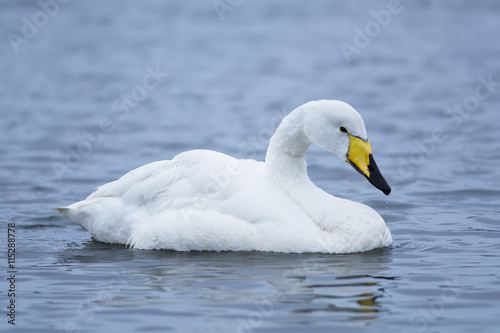 White goose in Iceland