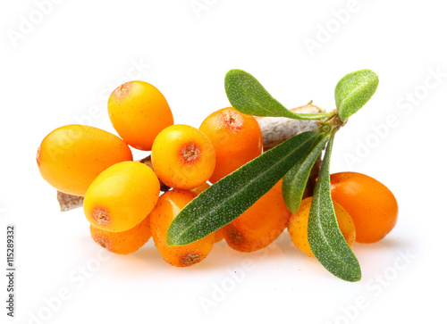 Obraz na plátně Sea buckthorn isolated