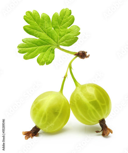 Ripe green gooseberry 