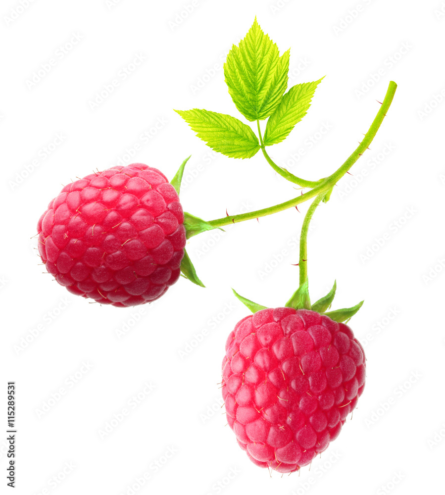 Red berry raspberry isolated Red berry raspberry isolated