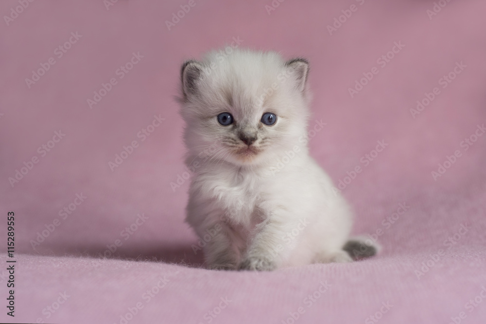 Ragdoll Kitten on pink background