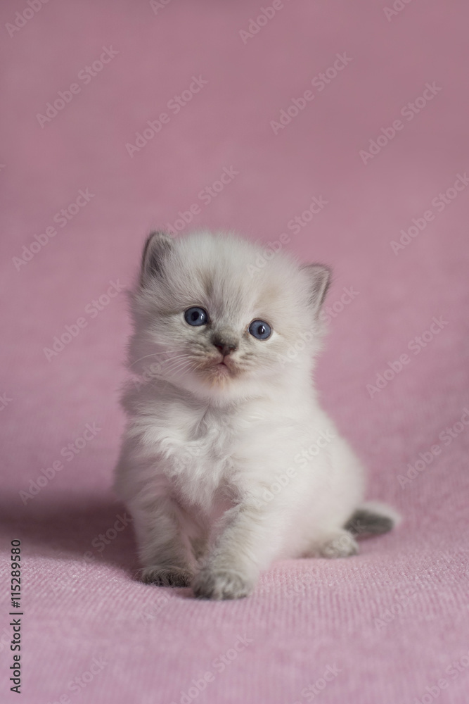 Naklejka premium Ragdoll Kitten on pink background