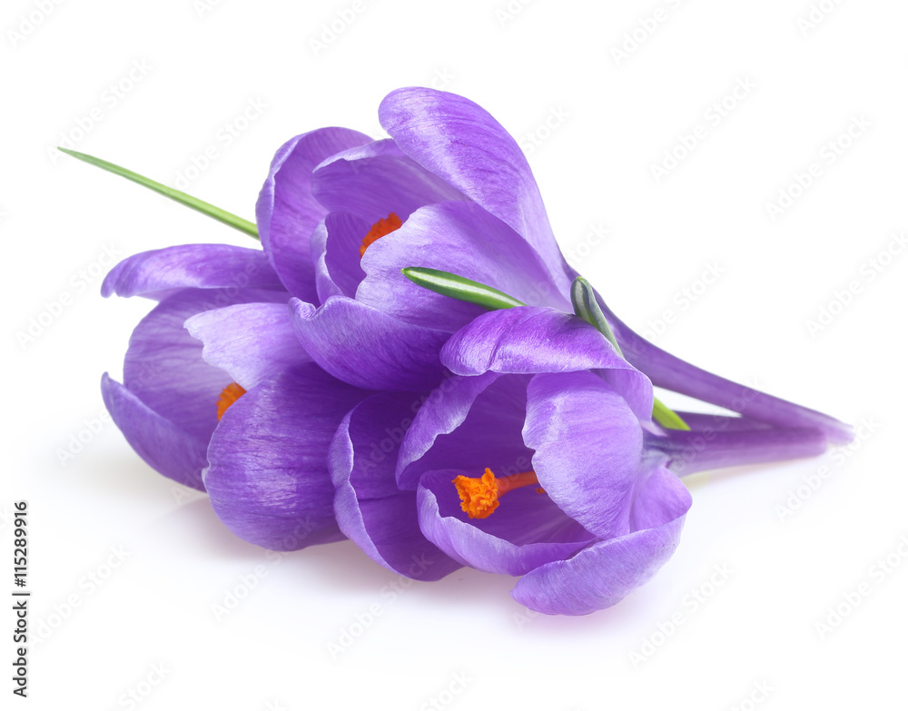 Naklejka premium Spring flowers crocus isolated