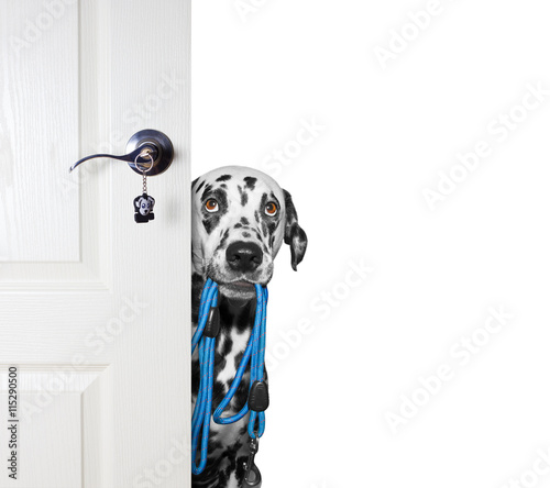 Fototapeta Naklejka Na Ścianę i Meble -  Dog with a leash peeks out from behind the door