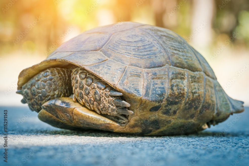 Fototapeta premium żółw ukrywa się w muszli na drodze