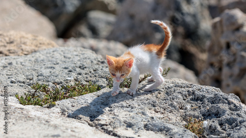 Fototapeta Naklejka Na Ścianę i Meble -  Newborn, brave and curious street kitten on the stones at the island Rhodes