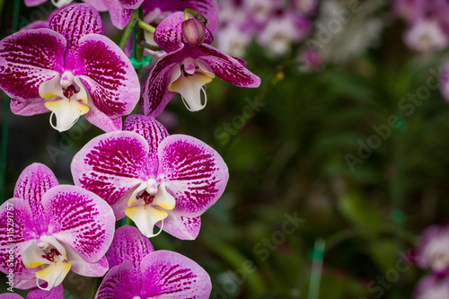 purple orchids
