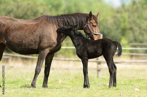 horse