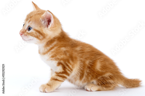 Auburn striped kitten sits on a white background.