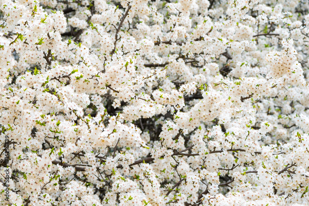 Spring flowering plum Spring flowering plum