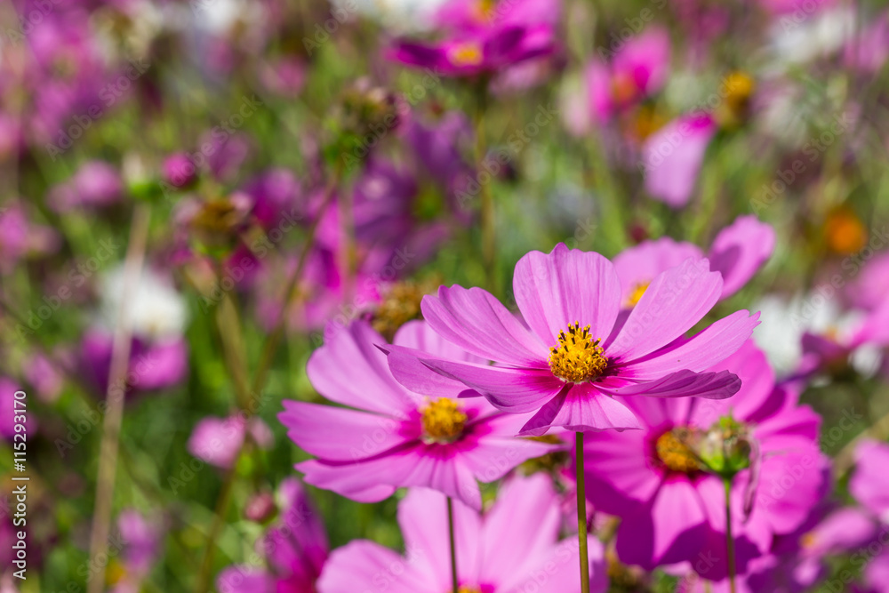 cosmos flower cosmos flower