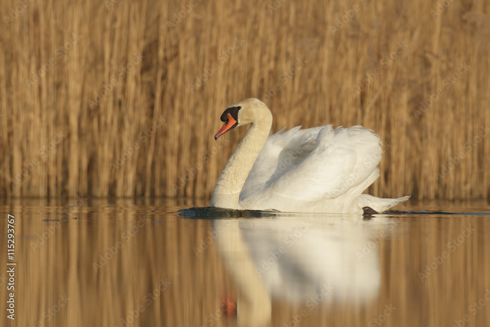 Naklejka premium swan
