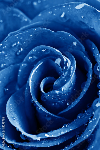 blue rose with water drops