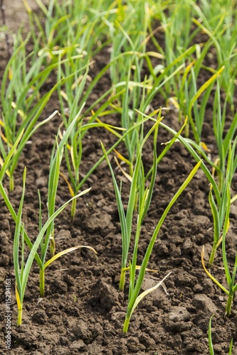 Rows of onions on the field