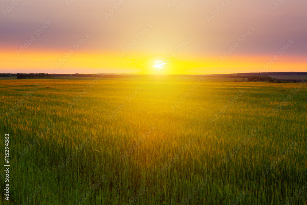 Sunset over wheat field. Beautiful sunset. Nature background. Copy space of the setting sun rays on horizon in rural meadow