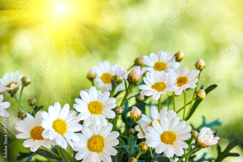 Chamomile flowers in summer blurred background