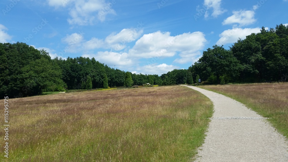 Naturlandschaft im Sommer in Lüneburger Heide