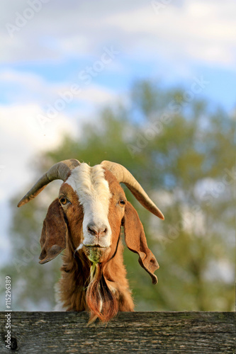 Ziege blickt neugierig über den Zaun photo