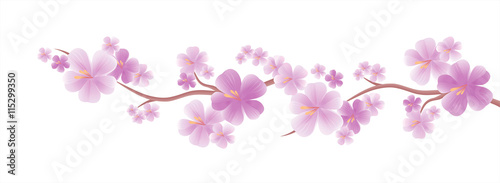 Branch of sakura with Purple flowers isolated on White color background. Cherry blossom branch. Vector
