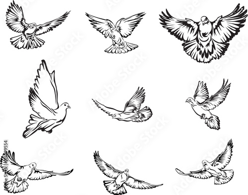 Billede på lærred Dove, flying dove black and white image, options image, vector, drawing, illustr