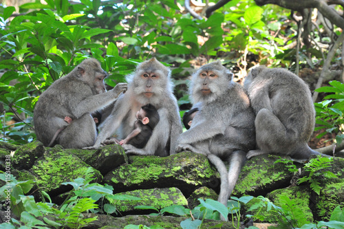 Monkey family in Bali Sacred Monkey Forest Temple photo