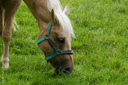 Horse grazing © photosis