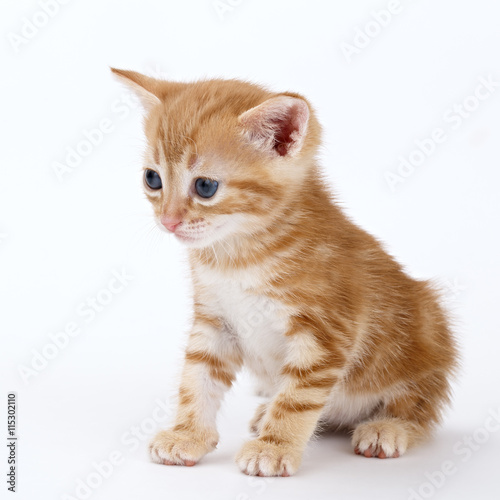 Auburn striped kitten sits on a white background.