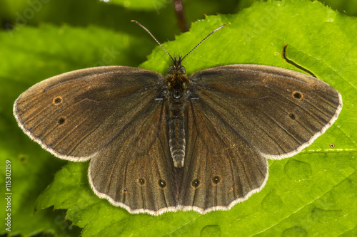 Brauner Waldvogel (Aphantopus hyperantus) photo