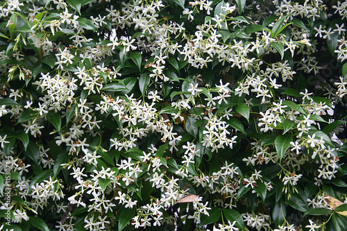 Gelsomino bianco in fiore photo