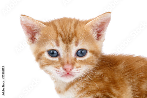 Auburn striped kitten on a white background.