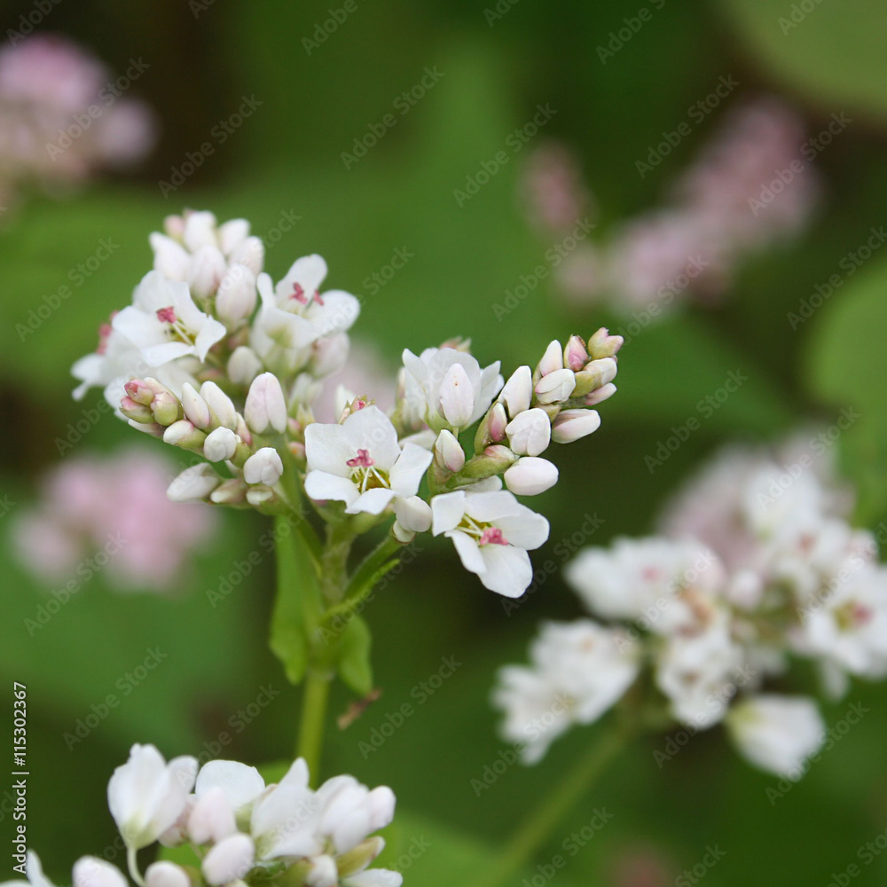 pianta di grano saraceno in fiore Stock Photo | Adobe Stock