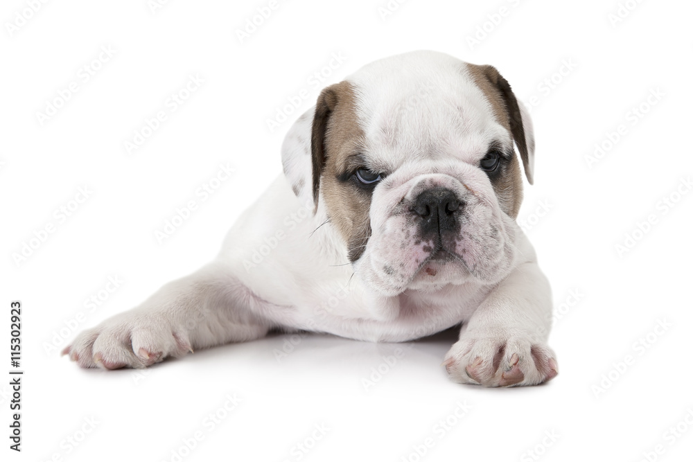 Purebred English Bulldog isolated on white