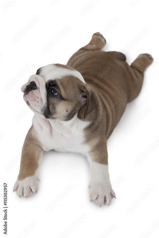 Top view of English Bulldog puppy
