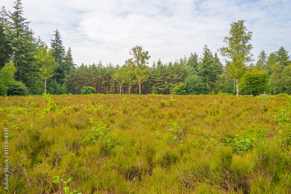 Clearing in a forest in summer Clearing in a forest in summer