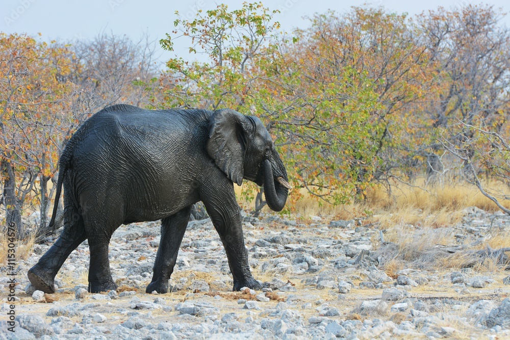 Fototapeta premium Afrikanischer Elefant (Loxodonta africana) im Etosha Nationalpark