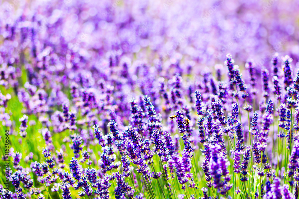 Naklejka premium lavender purple field of flowers closeup. concept background. Provence