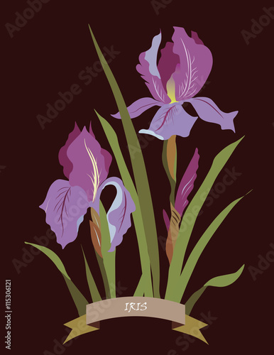 Iris flowers bouquet spring card on black background, place for text. Vector