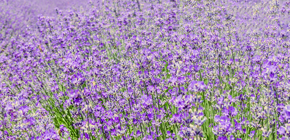 Obraz premium Field of mauve, purple Lavandula angustifolia, lavender.