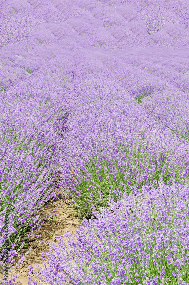 Field of mauve, purple Lavandula angustifolia, lavender.