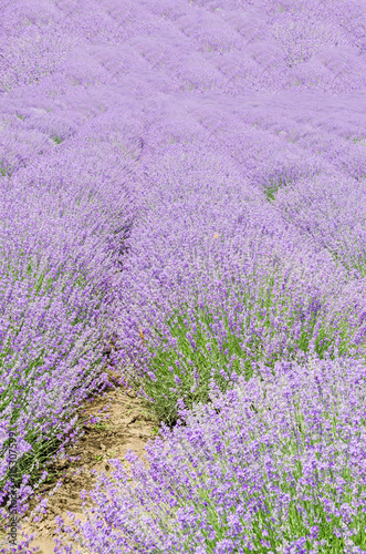 Field of mauve  purple Lavandula angustifolia  lavender.