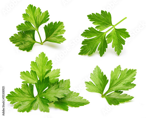 Parsley herb isolated photo