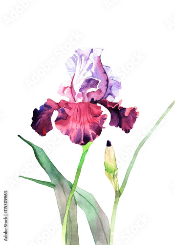 watercolor iris flower