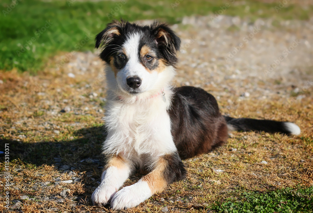 Chiot berger australien