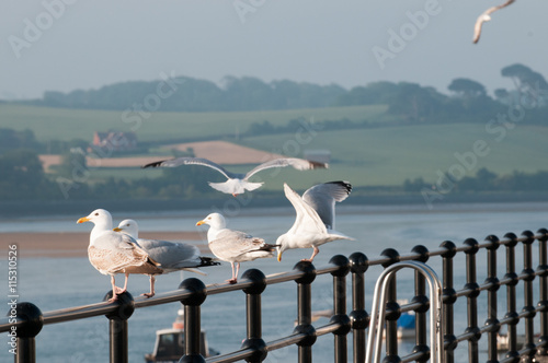 Seagulls by the sea photo