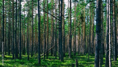 Horizontal vivid symmetric forest wood composition background ba © spacedrone808