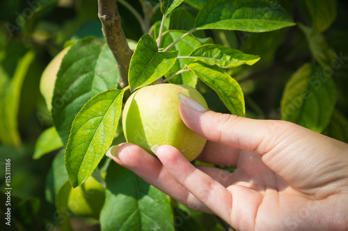 Close up of female hand holding unripe green apple on a branch. Agriculture and farm concepts. 