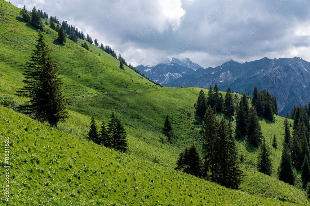 Naklejka premium panorama landscape in Bavaria with alps mountains and meadow at spring
