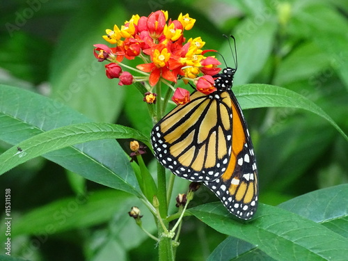 Schmetterling - Monarchfalter (Danaus plexippus) © farbenzauber