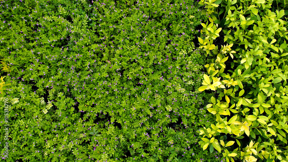 Green and Yellow Plants on The Ground