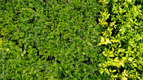 Green and Yellow Plants on The Ground